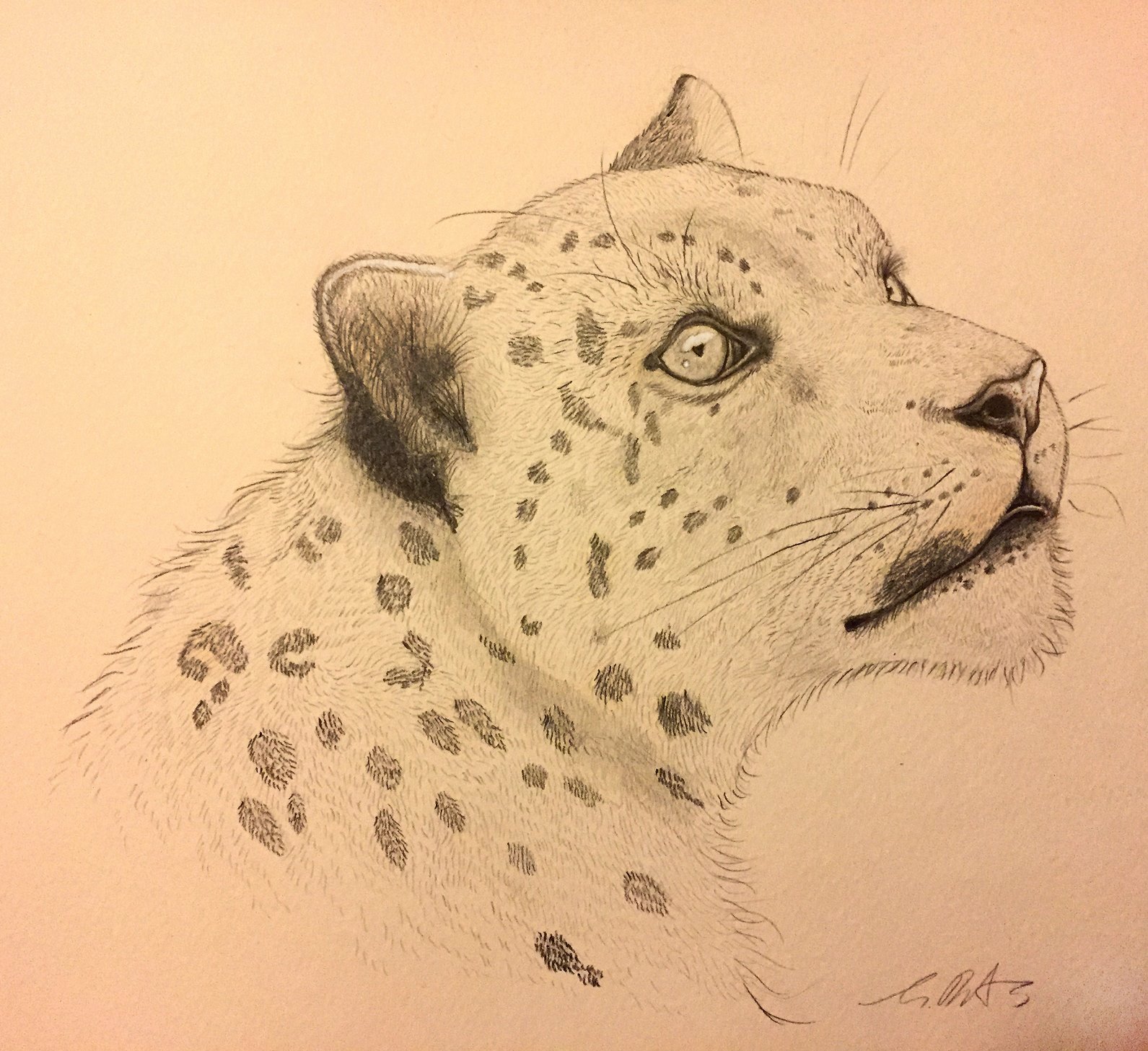 Leopard Study