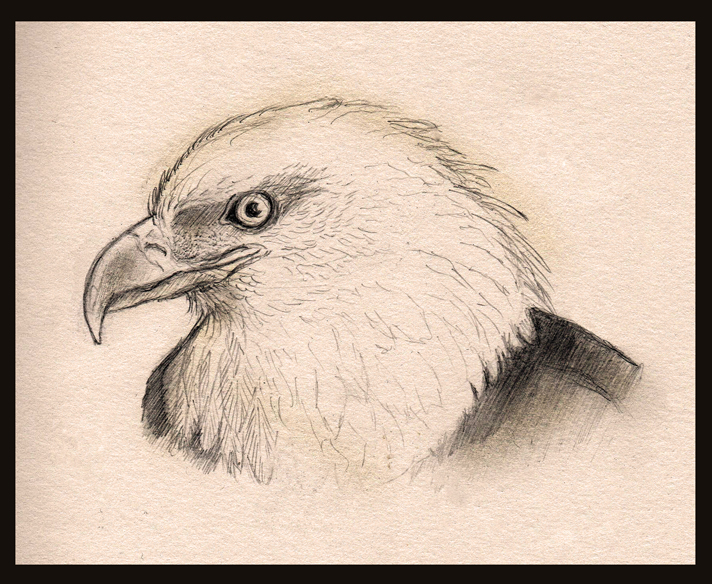 Eagle Study