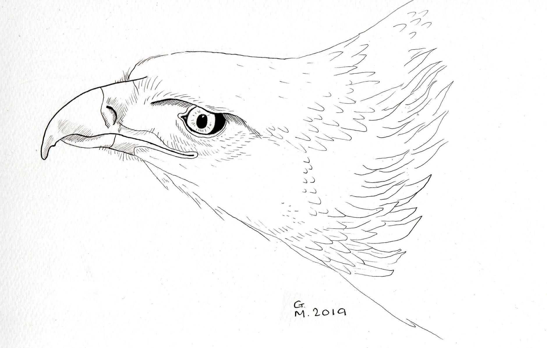 Eagle Study 02