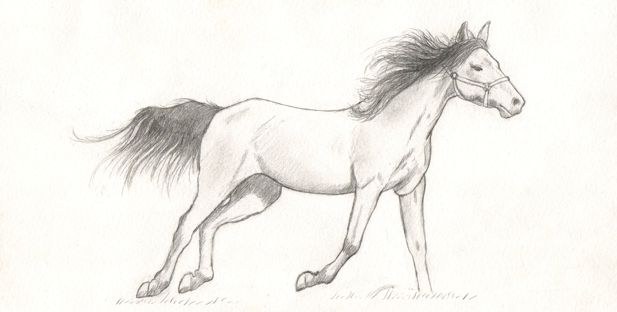 Horse Study 01