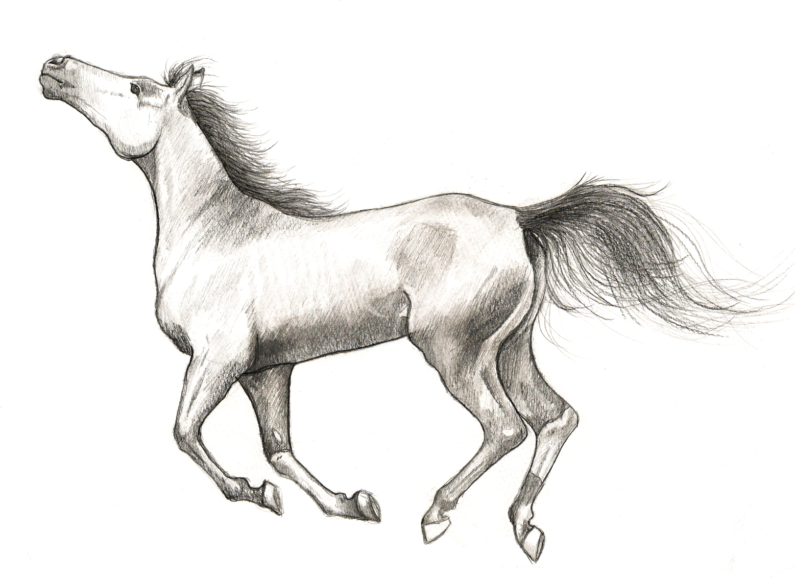 Horse Study 02