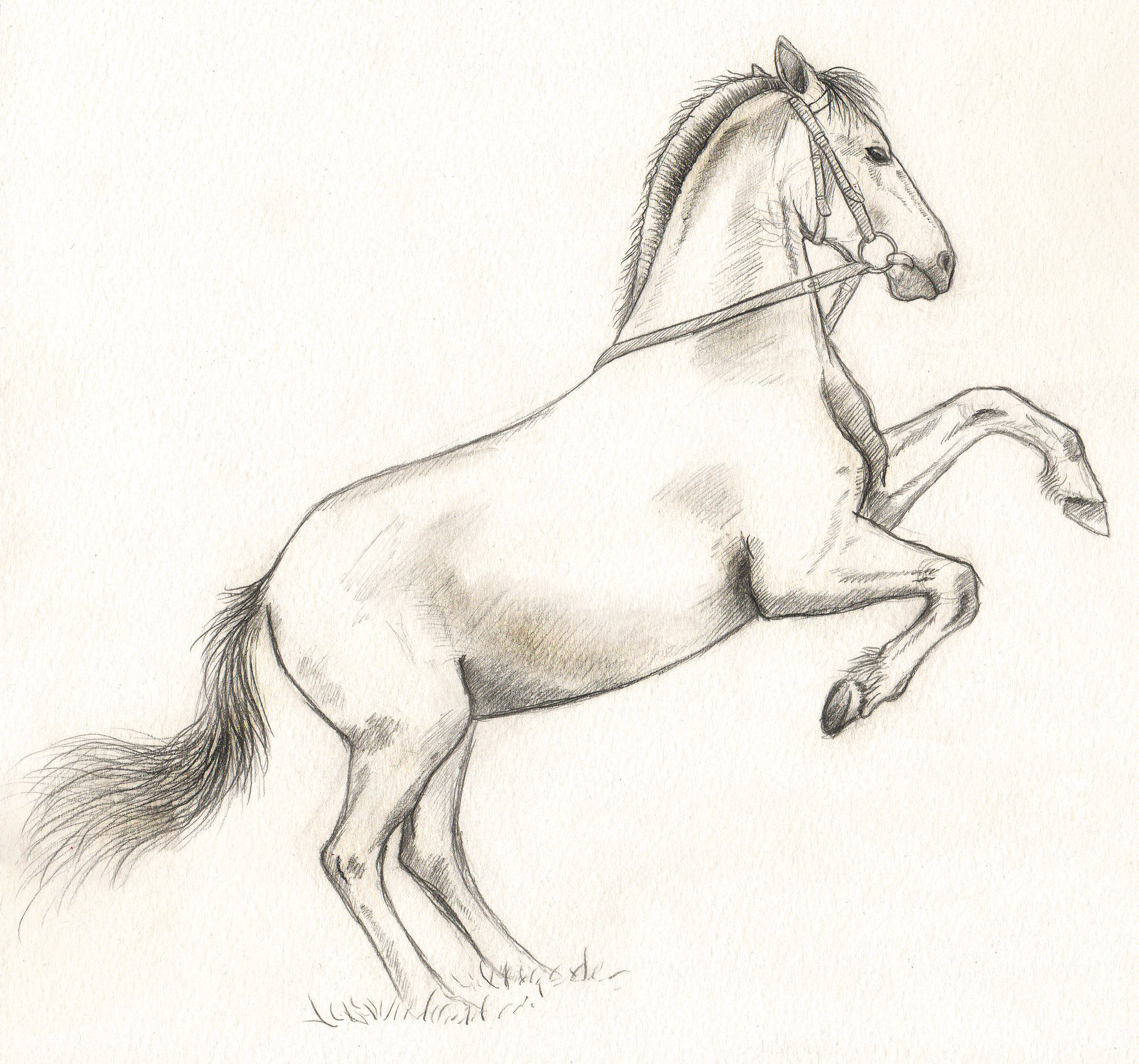 Horse Study 03