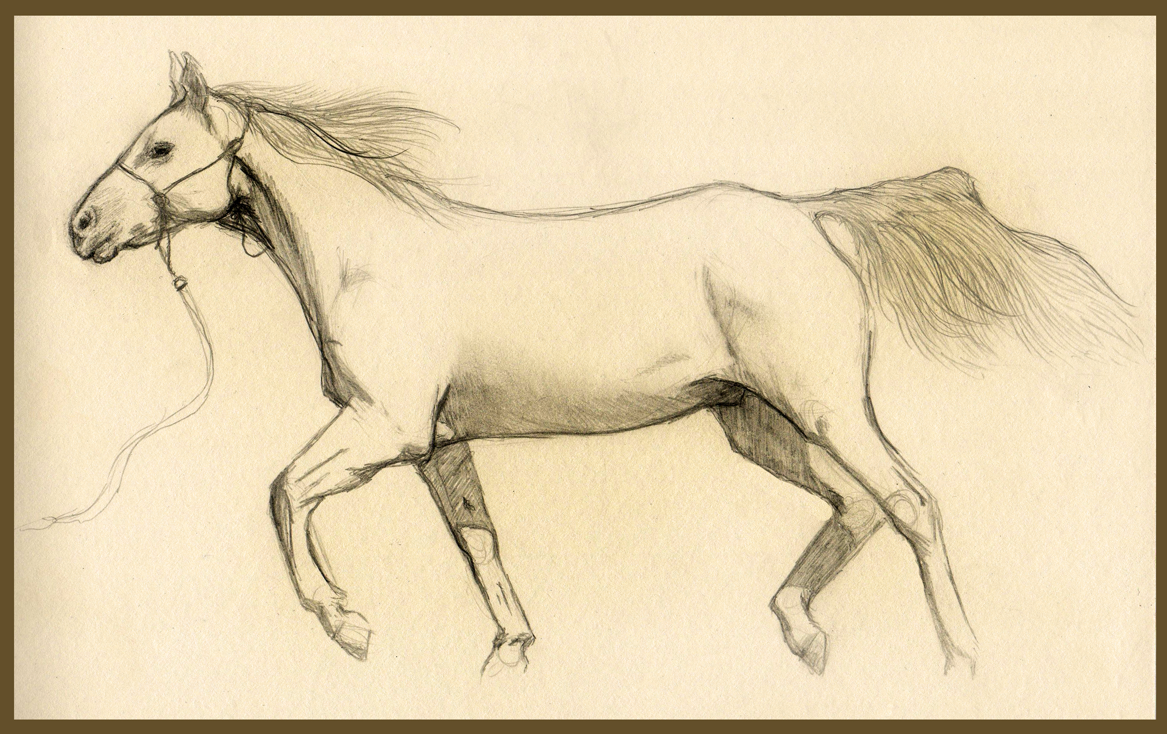 Horse Study 04