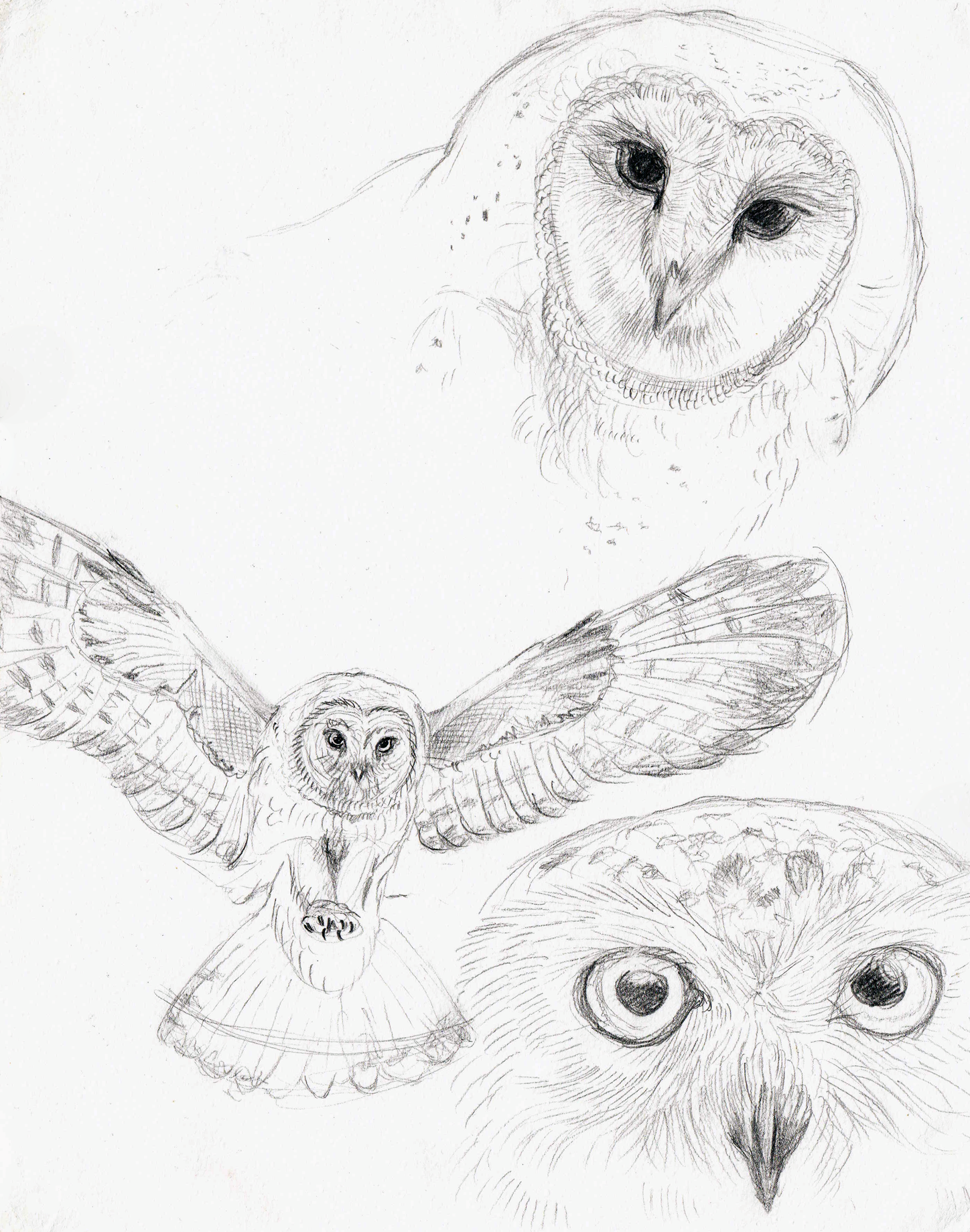 Owl Study