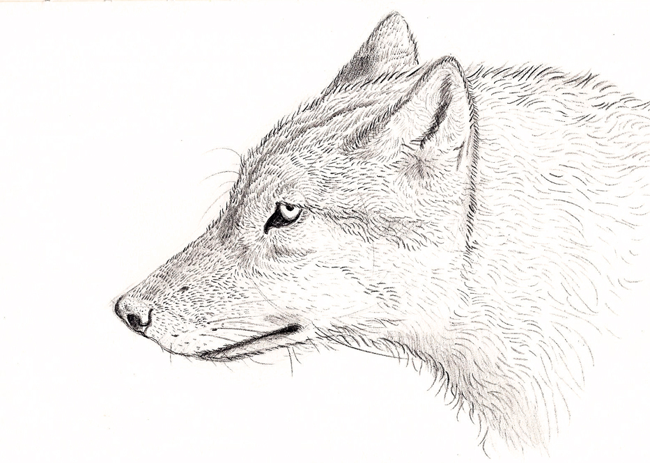 Wolf Study